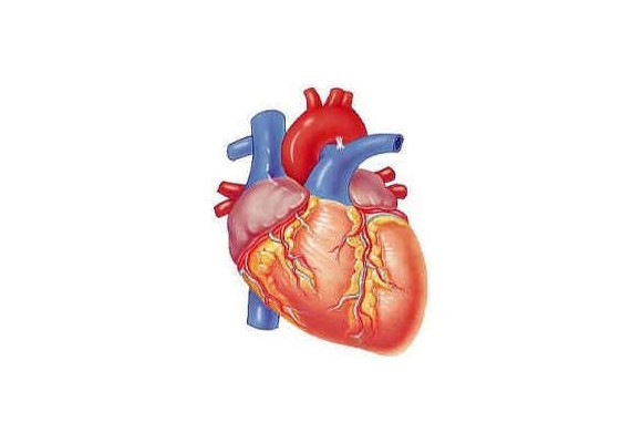 Srdce - vládca všetkých orgánov