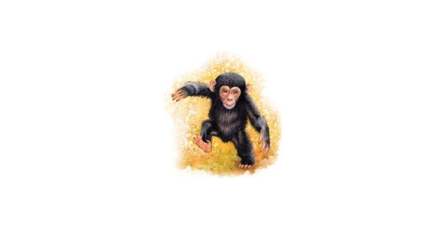 Opičí sirup - kľud, nepozornosť